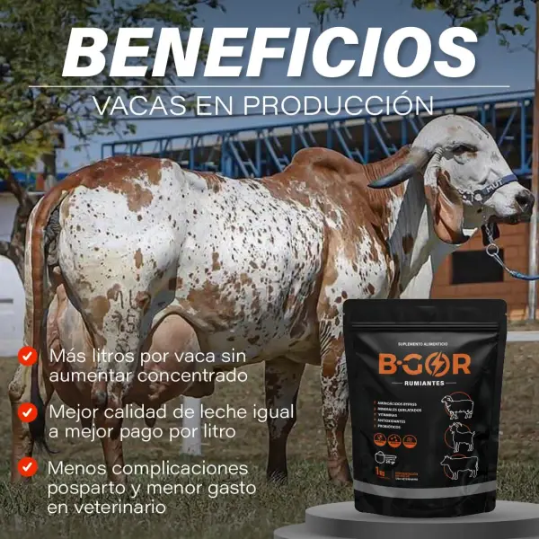 Beneficios B-GOR para vacas lecheras